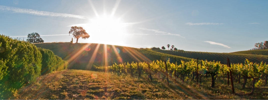 Paso Robles wine country in the Central Valley of California United States
