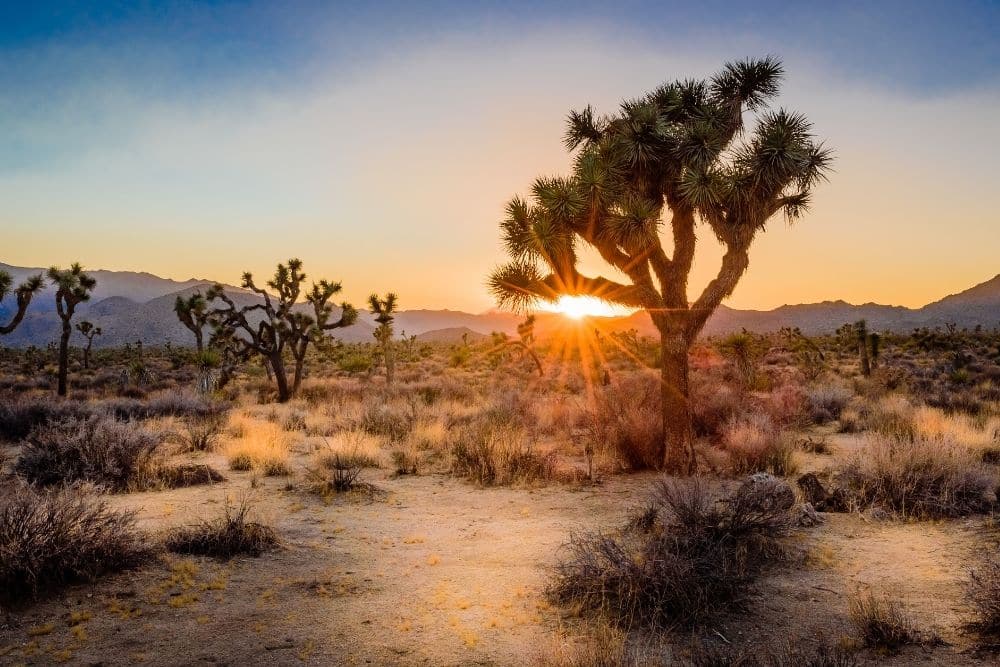 Top 8 Joshua Tree National Park Campgrounds & RV Parks