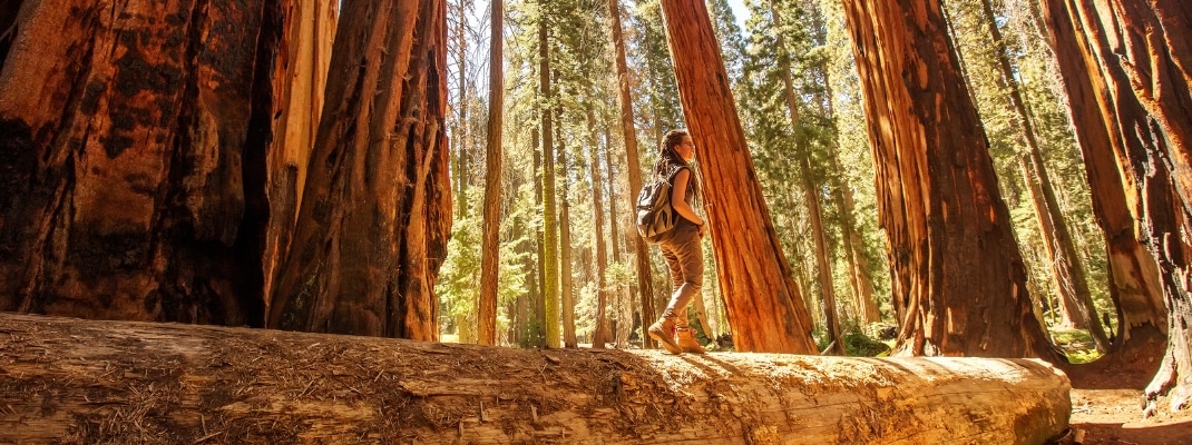 Hiker in Sequoia national park in California, USA