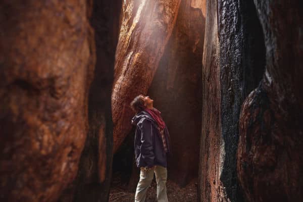 Man looking up from base of large Sequoia