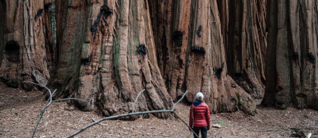 Woman standing at the base of Sequoia Trees