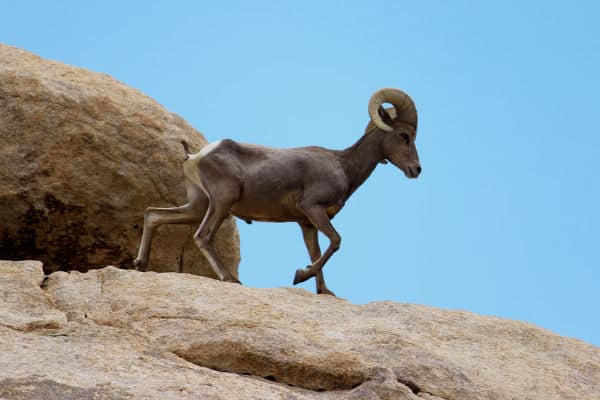 Desert Bighorn Sheep in the Joshua Tree National Park