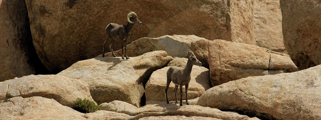 Desert Bighorn Sheeps in the Joshua Tree Nationalpark, USA 