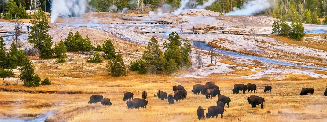 A sunset landscape at the Upper Geyser Basin in Yellowstone National Park, where steam rises from geyser vents and hot springs near a forest of lodgepole pine trees, and a herd of bison is grazing.
