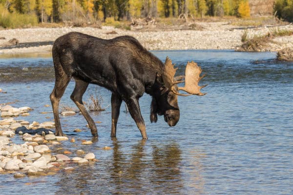 moose crossing the river in Grand Teton