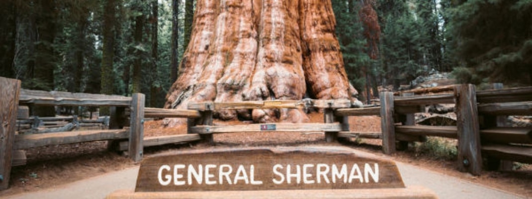 General Sherman Tree, USA