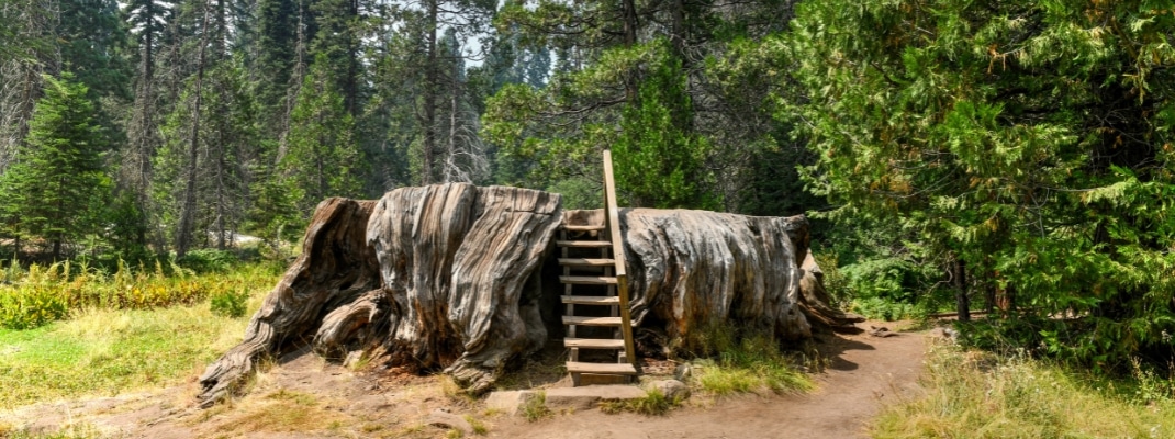 Mark Twain stump in Big Stump Grove in Sequoia and Kings Canyon National Park.
