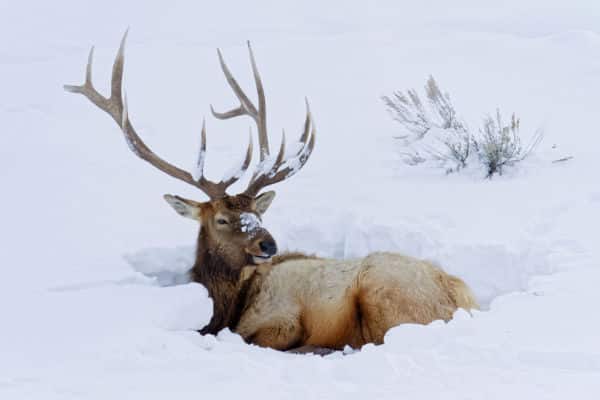 Elk in the snow at Yellowstone National Park