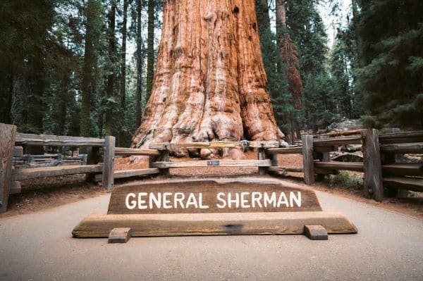 General Sherman Tree