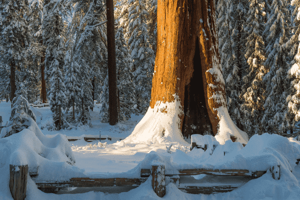 Sequoia National Park in the Winter