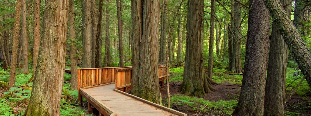 Trail of the Cedars in Glacier National Park, Montana, USA 