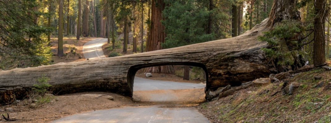 Tunnel Log - A quiet sunny Spring evening at Tunnel Log, Sequoia and Kings Canyon National Park, California, USA.