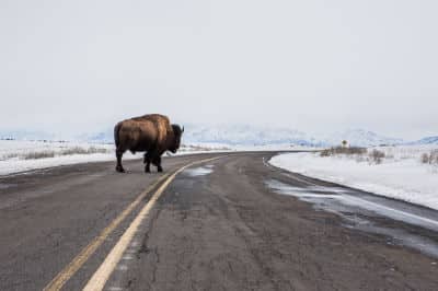 Bison crossing road in winter