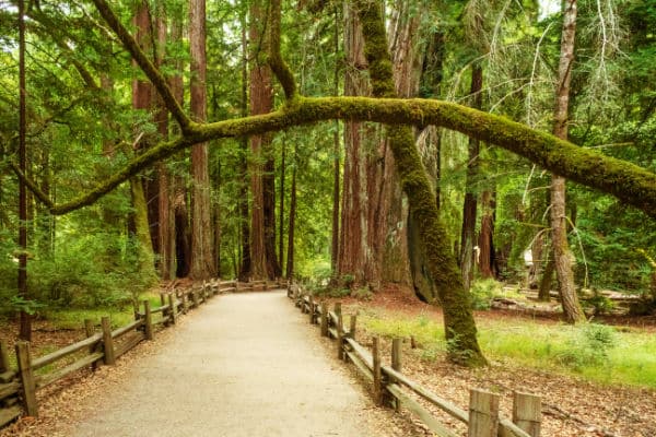 Big Basin Redwood State Park trail