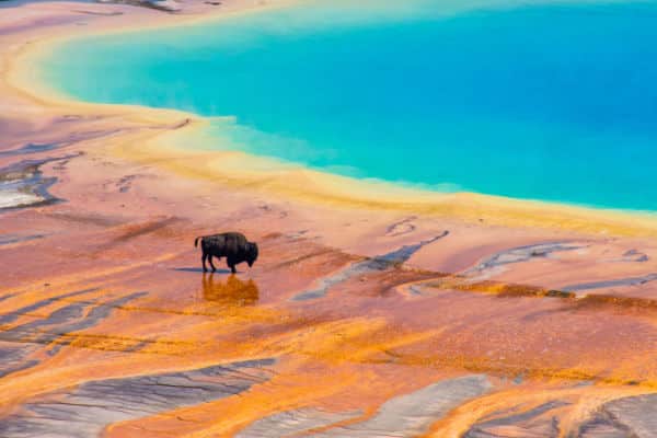 Buffalo near geyser basin in Yellowstone