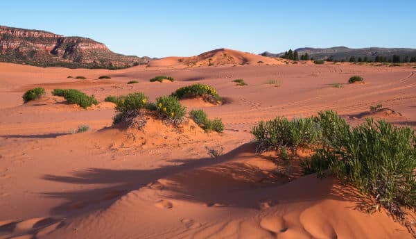 Coral Pink Sand Dunes Zion