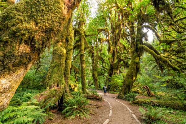 Hoh Rainforest