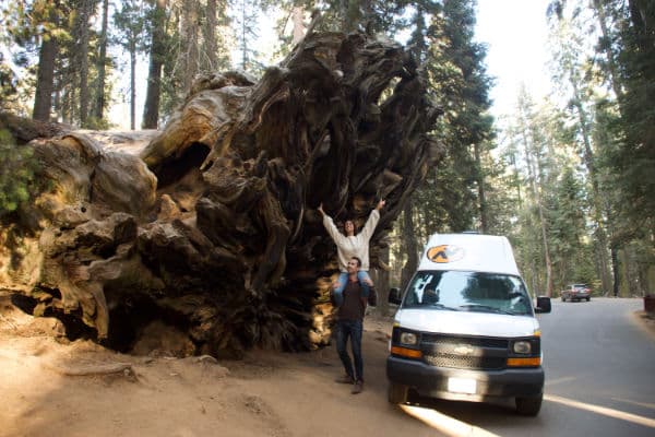 fallen Monarch Tree in Mariposa Grove Yosemite