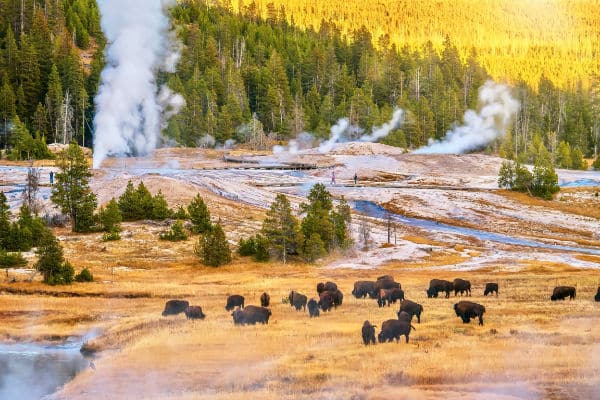 herd of buffalo in Yellowstone National park