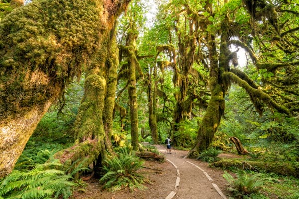 man on an Olympic National Park Trail