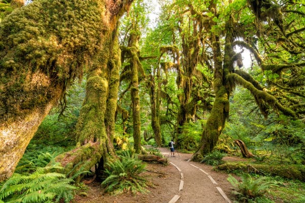 man on an Olympic National Park Trail