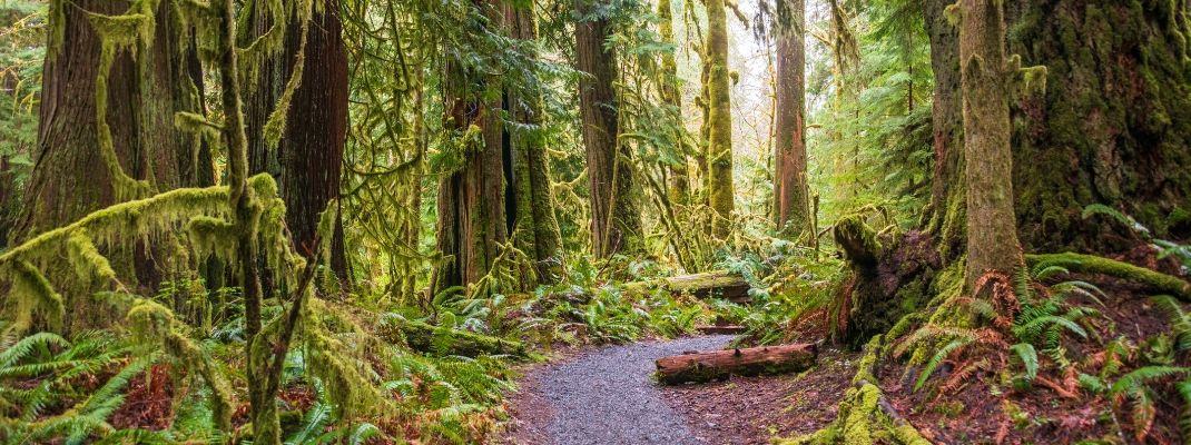 The Marymere Falls Trail in Olympic National Park, USA
