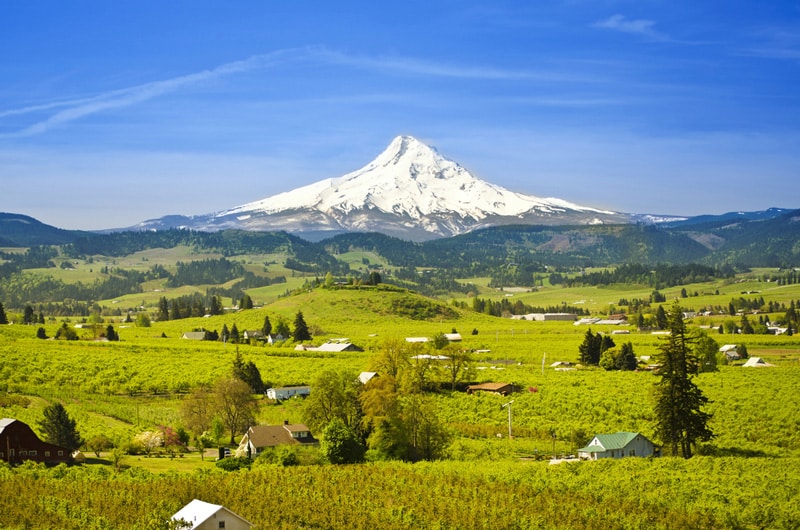 Snowy mountain behind green meadow at Mount Hood, Oregon