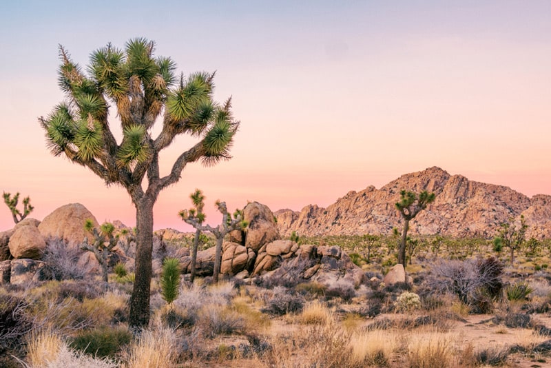 Winter Campervan Road Trip to Joshua Tree National Park California
