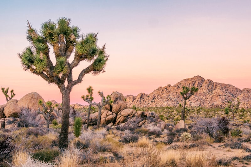 Winter Campervan Road Trip to Joshua Tree National Park California