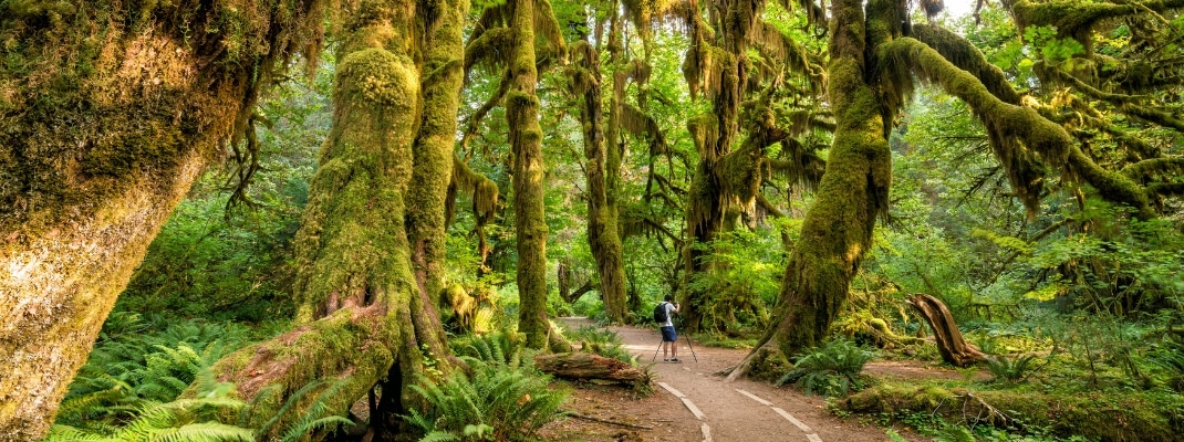 Hoh rain forest in olympic national park, washington, USA
