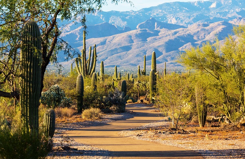 Saguaro National Park Summer Campervan Road Trip Destinations in the USA