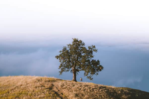 Tree swing-Ben Leo Davis