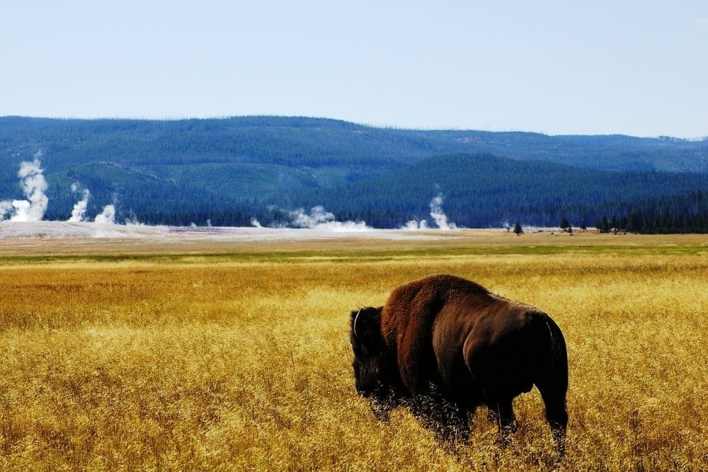 The 10 Best Hiking Trails in Yellowstone National Park