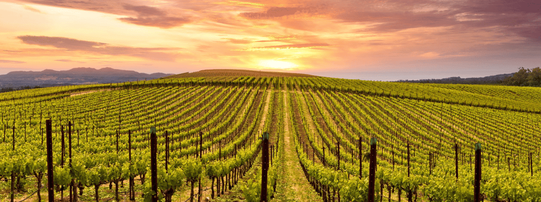 Napa Valley, California, USA