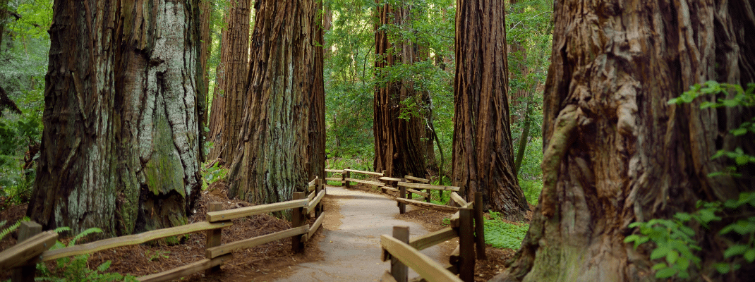 Hiking trails through giant redwoods in Muir forest near San Francisco, California, USA