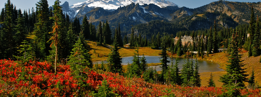 Mountainside with wildflowers and a lake in the USA
