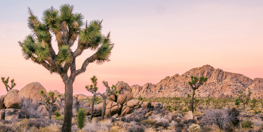 Trees in Joshua Tree National Park, USA