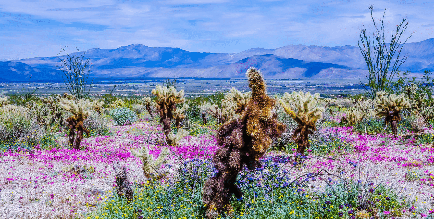 Wildflowers at Anza-Borrego Desert State Park, Southern California.