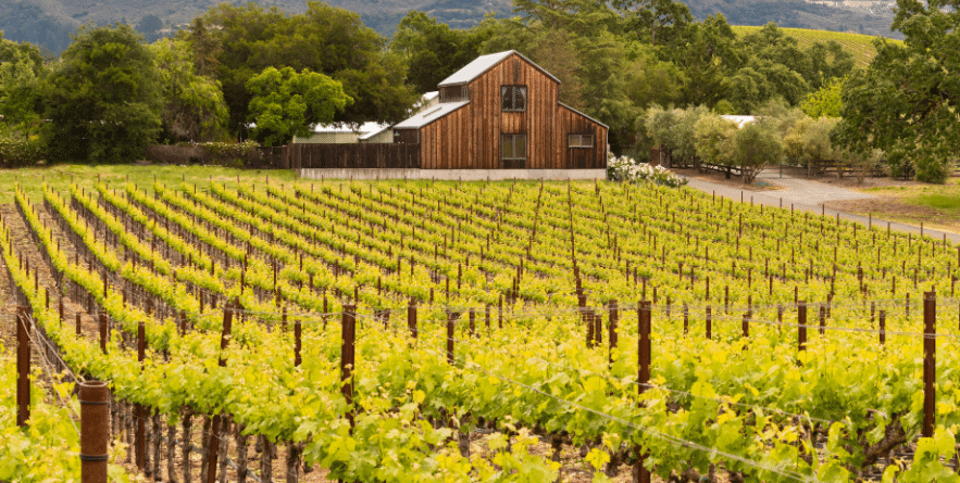 Vineyard in Napa Valley, USA