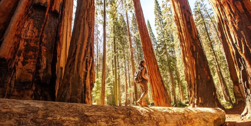 Hiker in Sequoia national park in California, USA