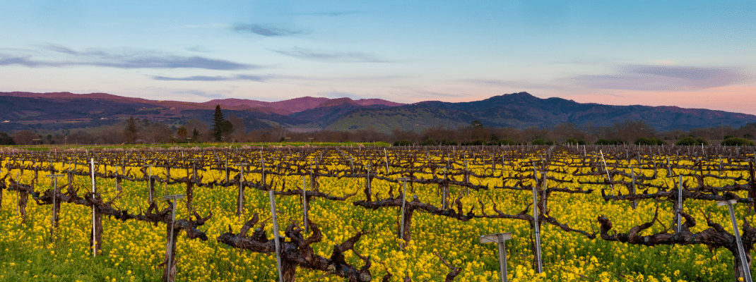 Napa Valley wine country panorama at sunset in winter. Napa California vineyard with mustard and bare vines. Purple mountains at dusk with wispy clouds.