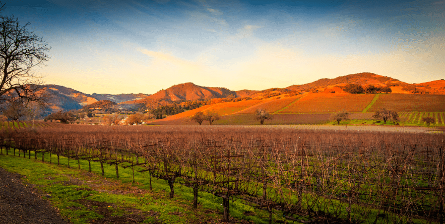 A landscape view of Sonoma valley vineyards at sunset with fluffy white clouds, trees and buildings.