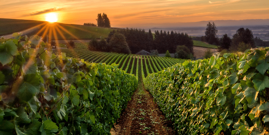 Sun rising over a vineyard in Willamette Valley