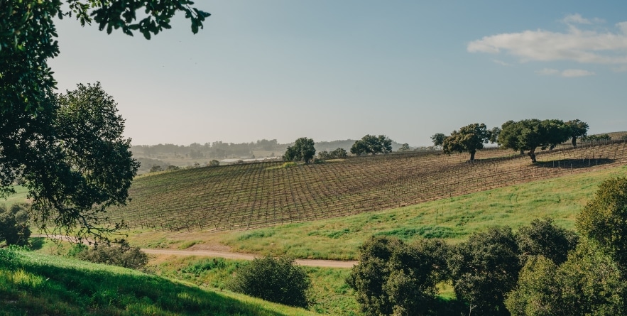 Green hills and vineyard rows at a winery in San Luis Obispo County, California Central Coast. Early spring season