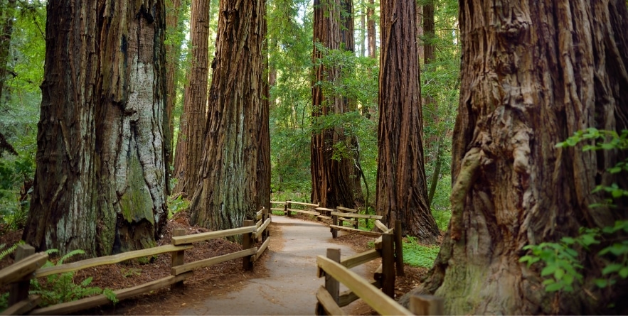 Hiking trails through giant redwoods in Muir forest near San Francisco, California, USA