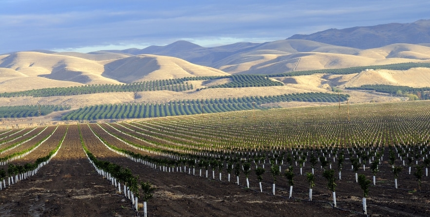 Newly planted orange trees in the Southern San Joaquin Valley, California