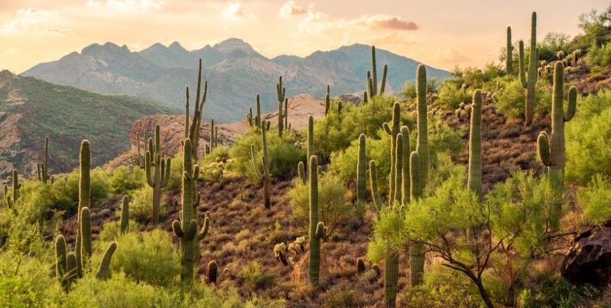 Sunset at Bulldog Canyon in the Sonoran Desert in Apache Junction, AZ in Tonto National Forest
