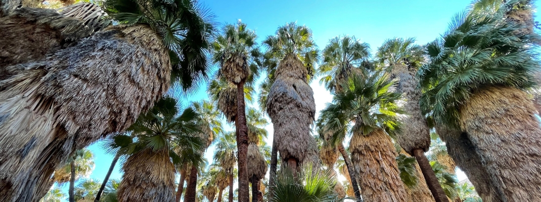 Palm trees in Indian Canyons near Palm Springs

