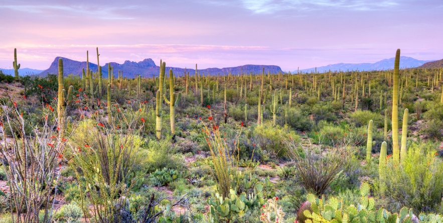 Sunset in Saguaro National Park near Tucson, Arizona.