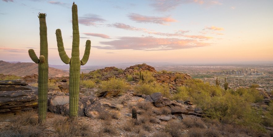 View of Saguaro cactus and downtown Phoenix Arizona at sunrise